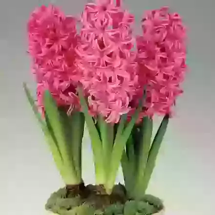 Pink Pearl